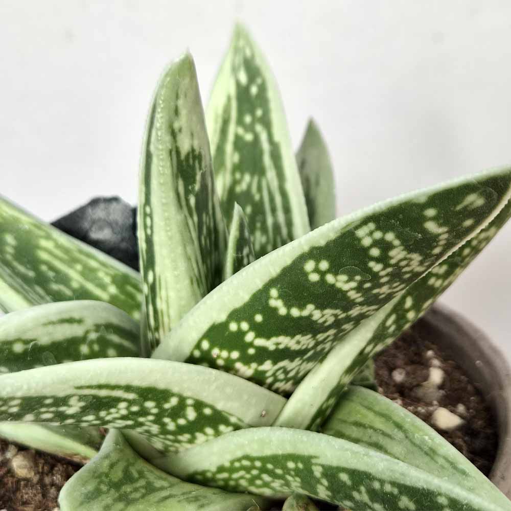 GASTERIA GREEN ICE