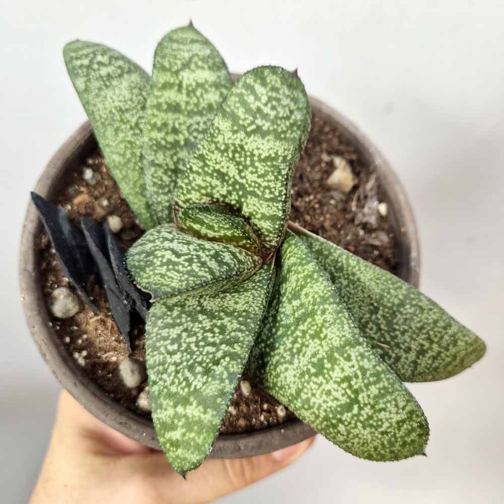 GASTERIA