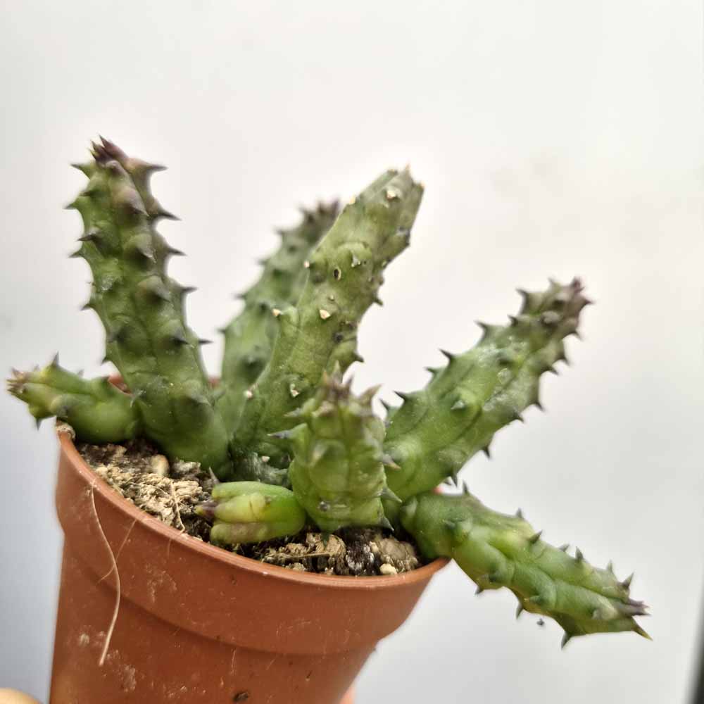 HUERNIA SAUDI ARABICA