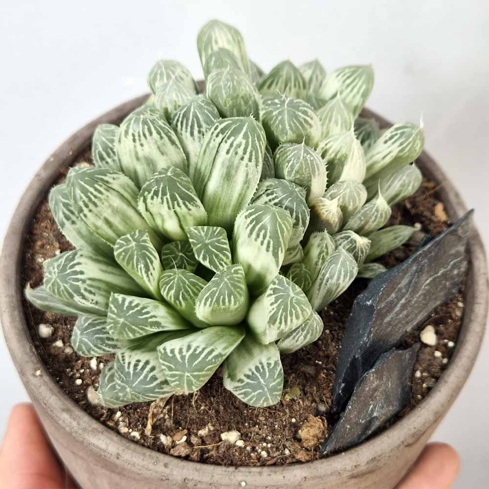 Haworthia cooperi pilifera variegata