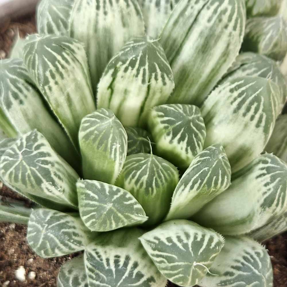 Haworthia cooperi variegata