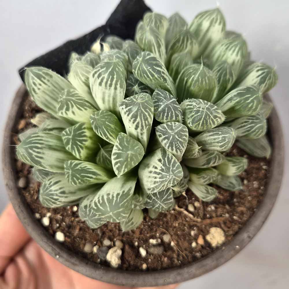 Haworthia pilifera variegata