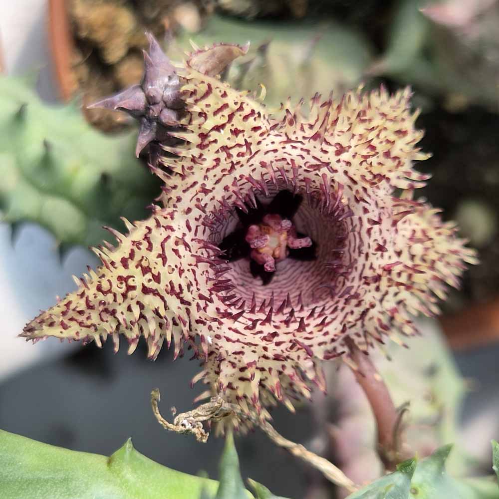 Huernia volkartii var. repens