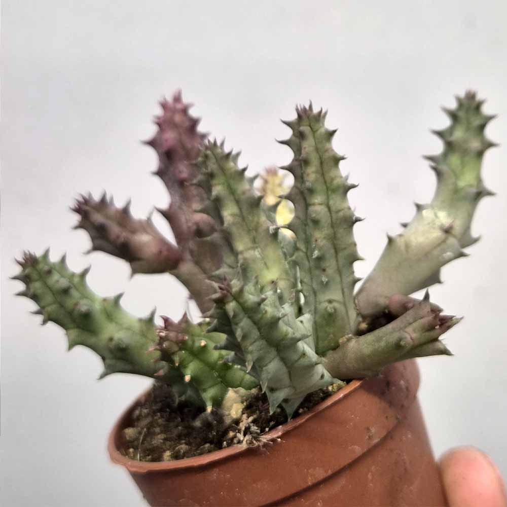 Huernia volkartii