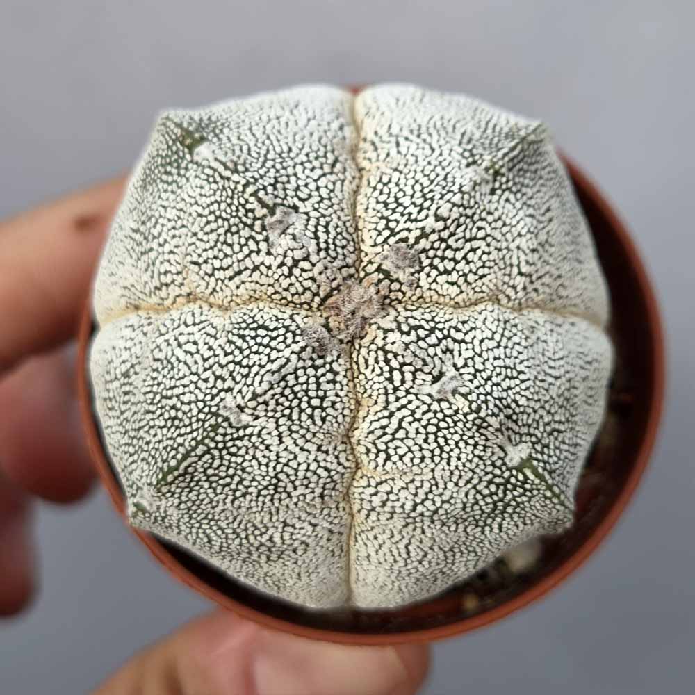 astrophytum onzuka