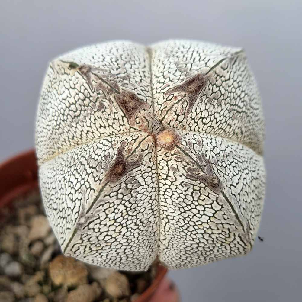 astrophytum onzuka