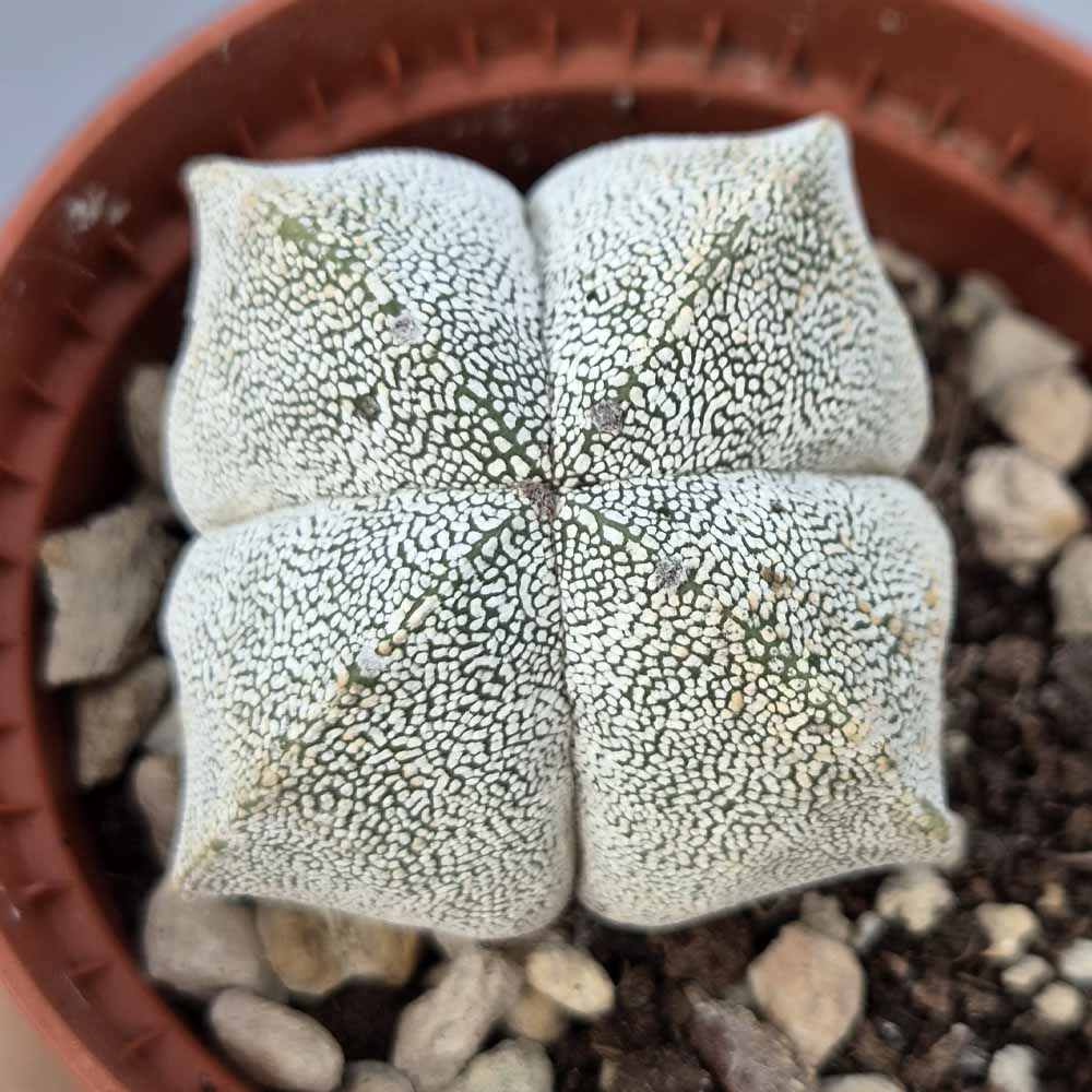 astrophytum onzuka