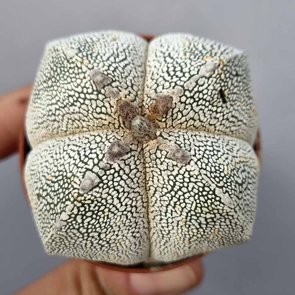astrophytum onzuka cactus