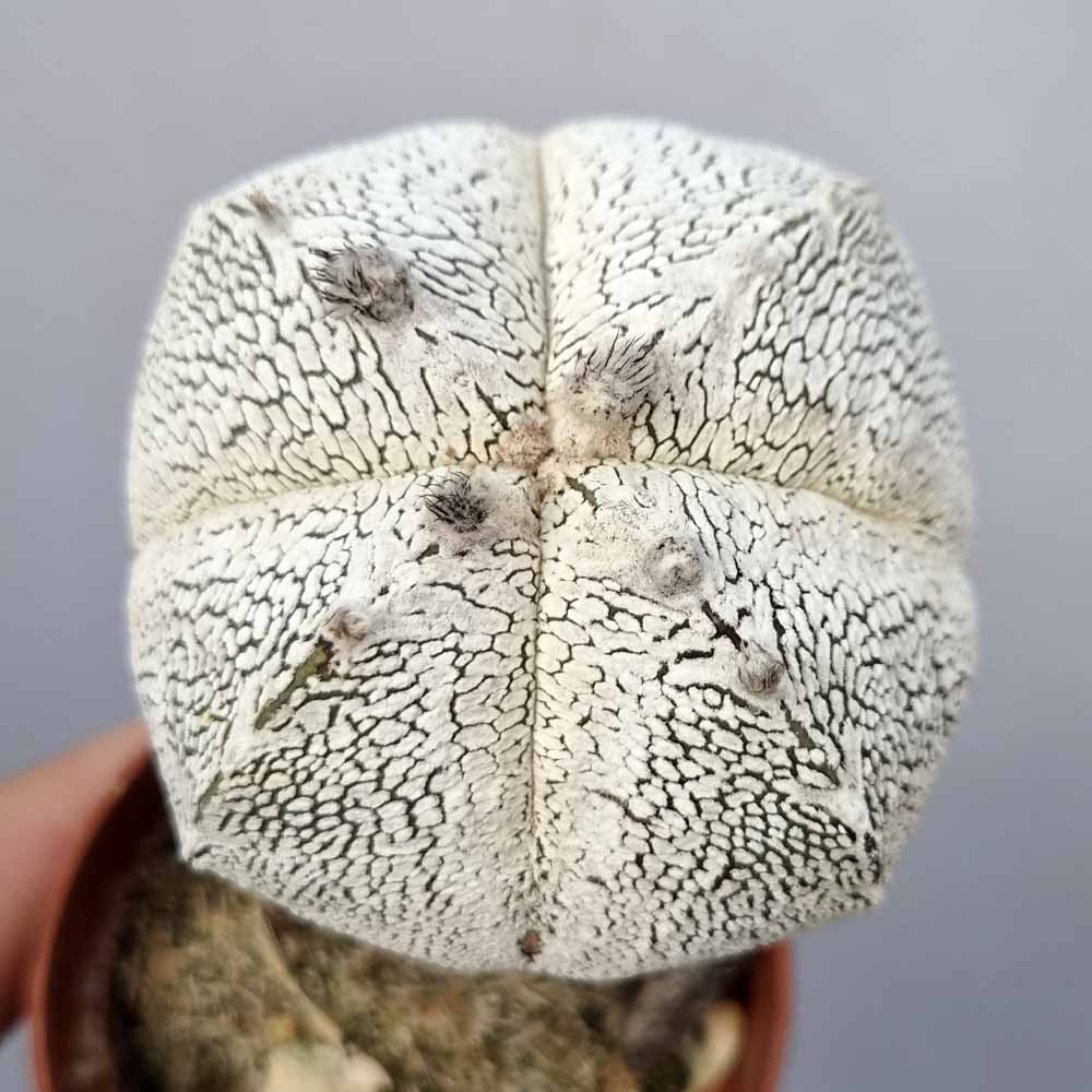 astrophytum onzuka cactus