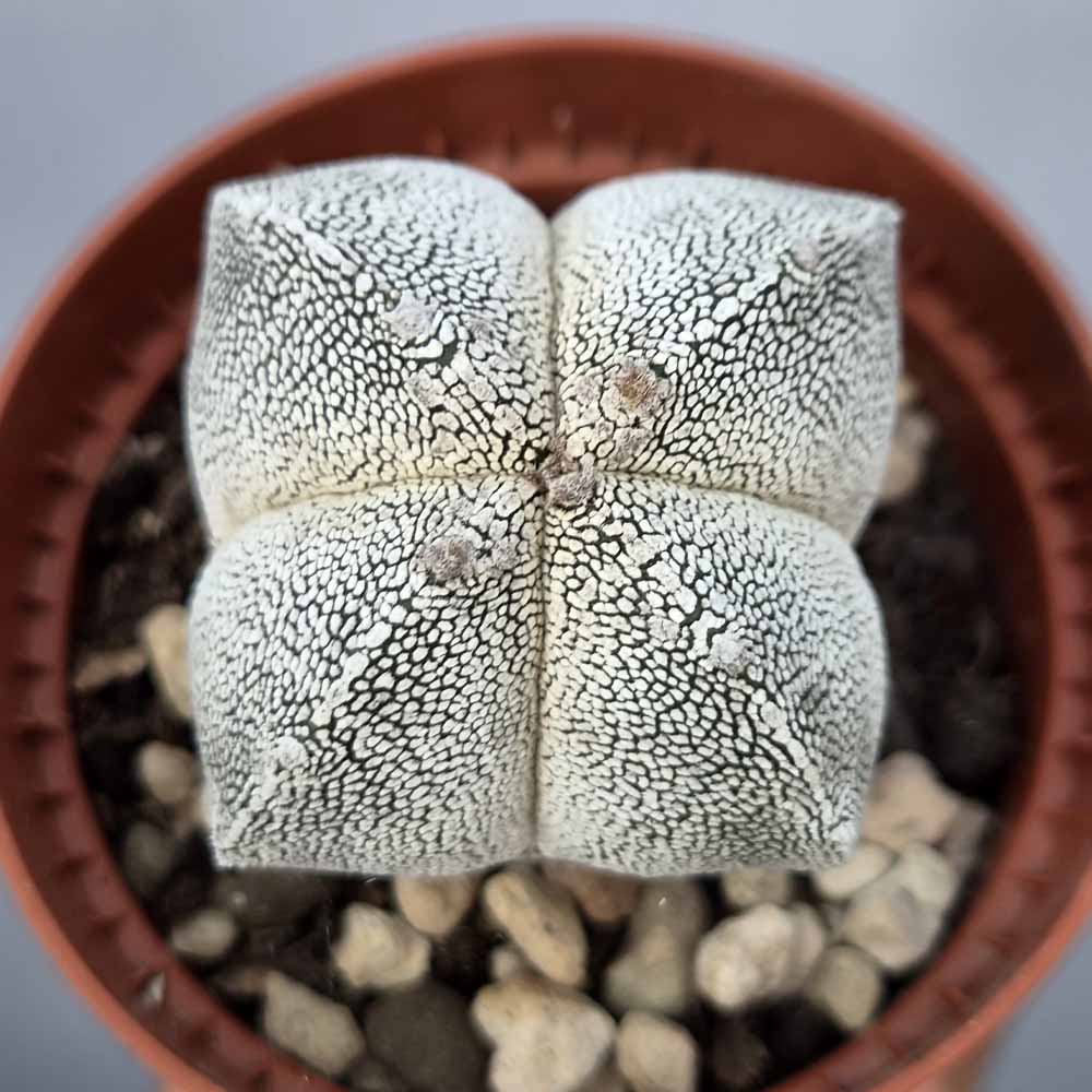 astrophytum onzuka cactus