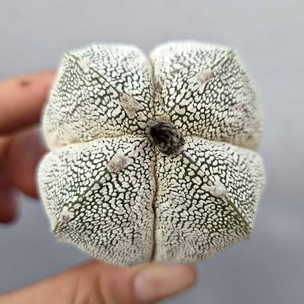 astrophytum onzuka