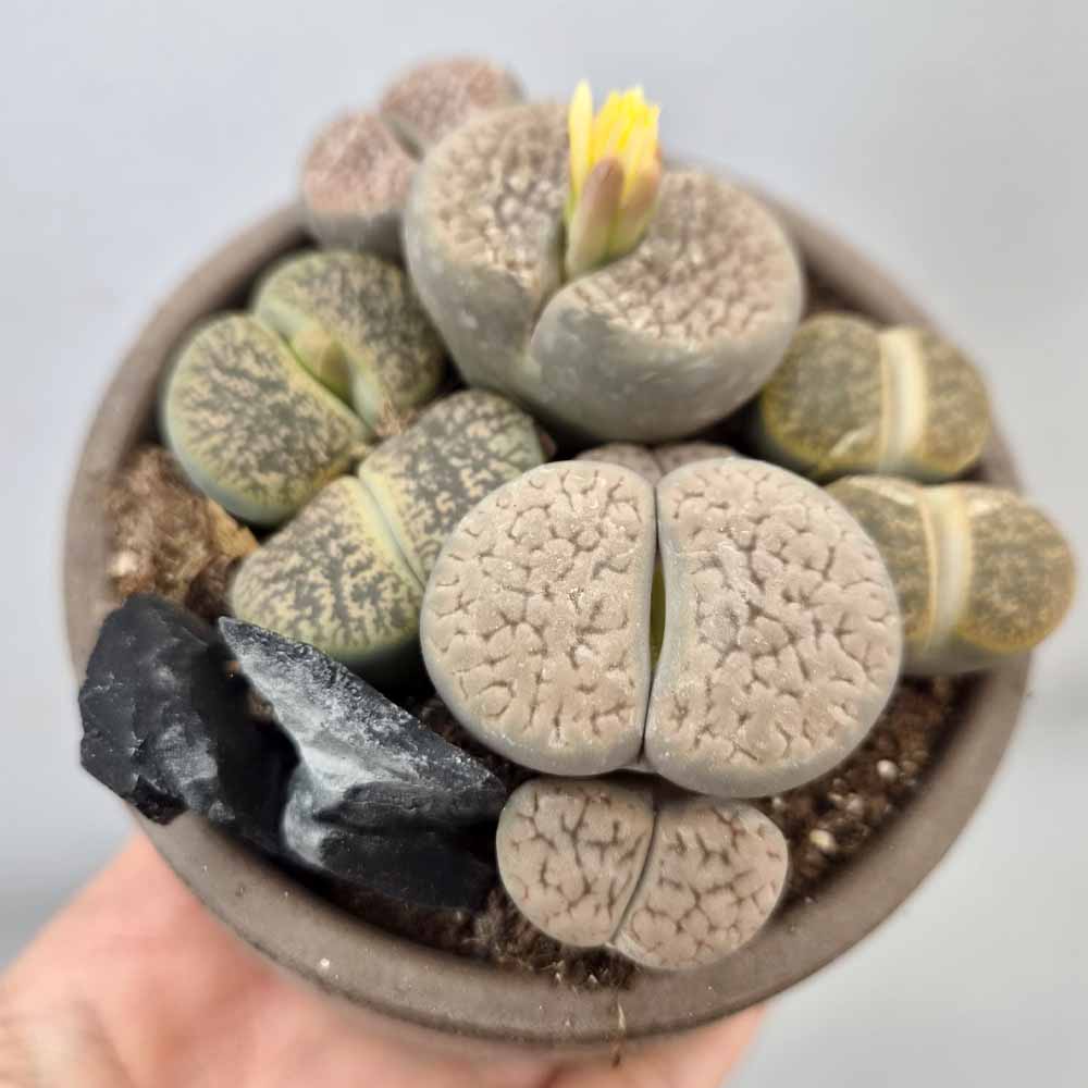 composizione lithops pianta