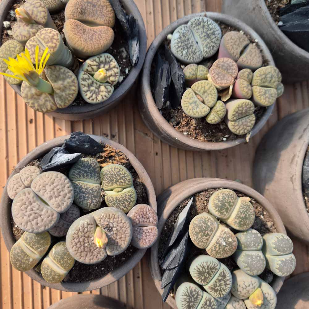composizione lithops