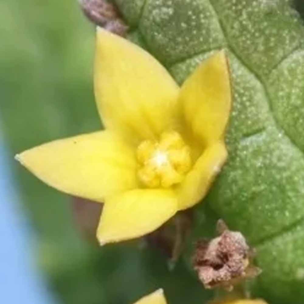 echidnopsis cereiformis FIORE