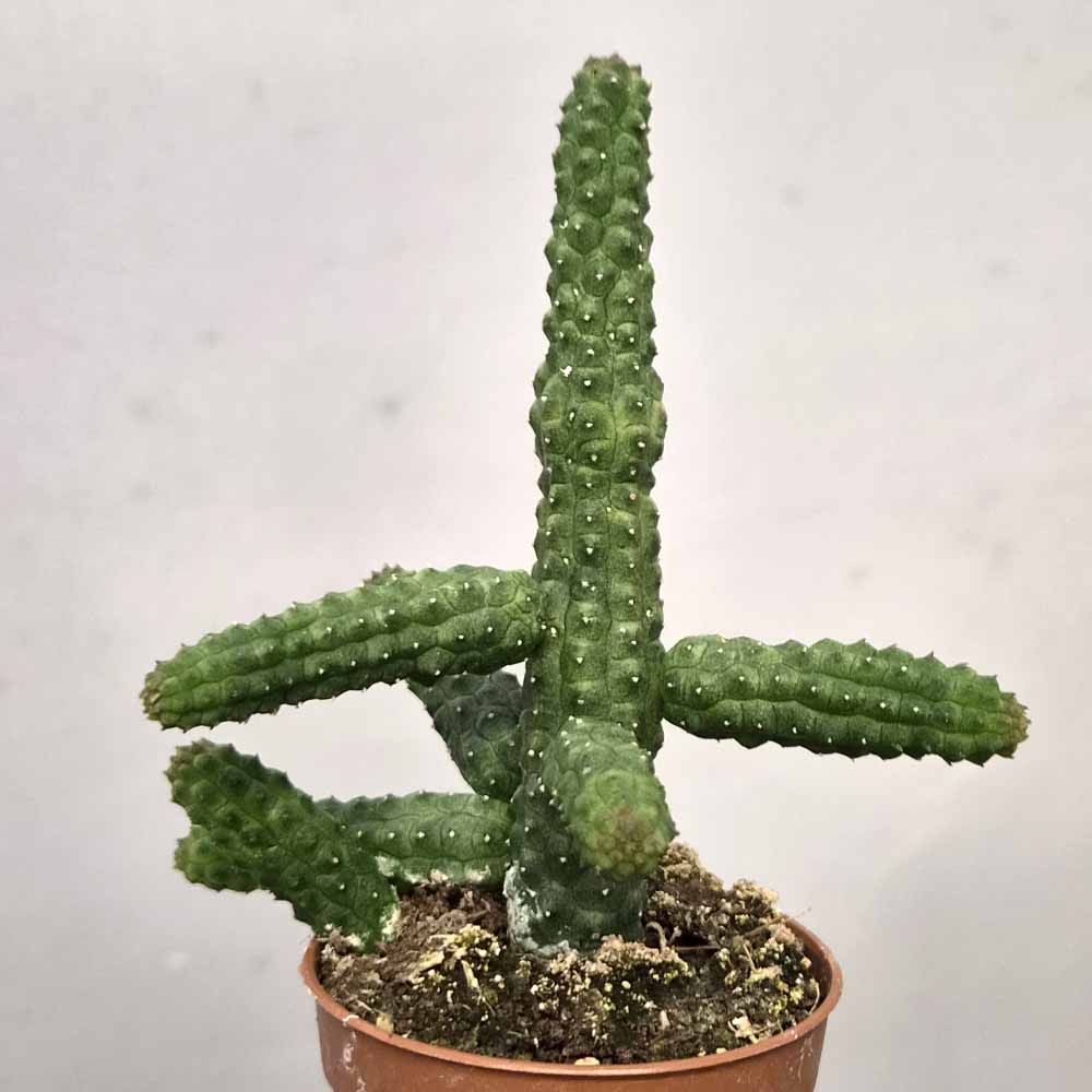 echidnopsis cereiformis