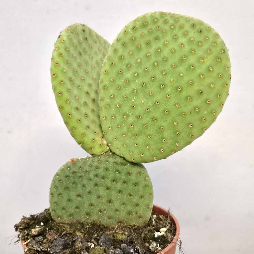 opuntia microdasys inermis cactus