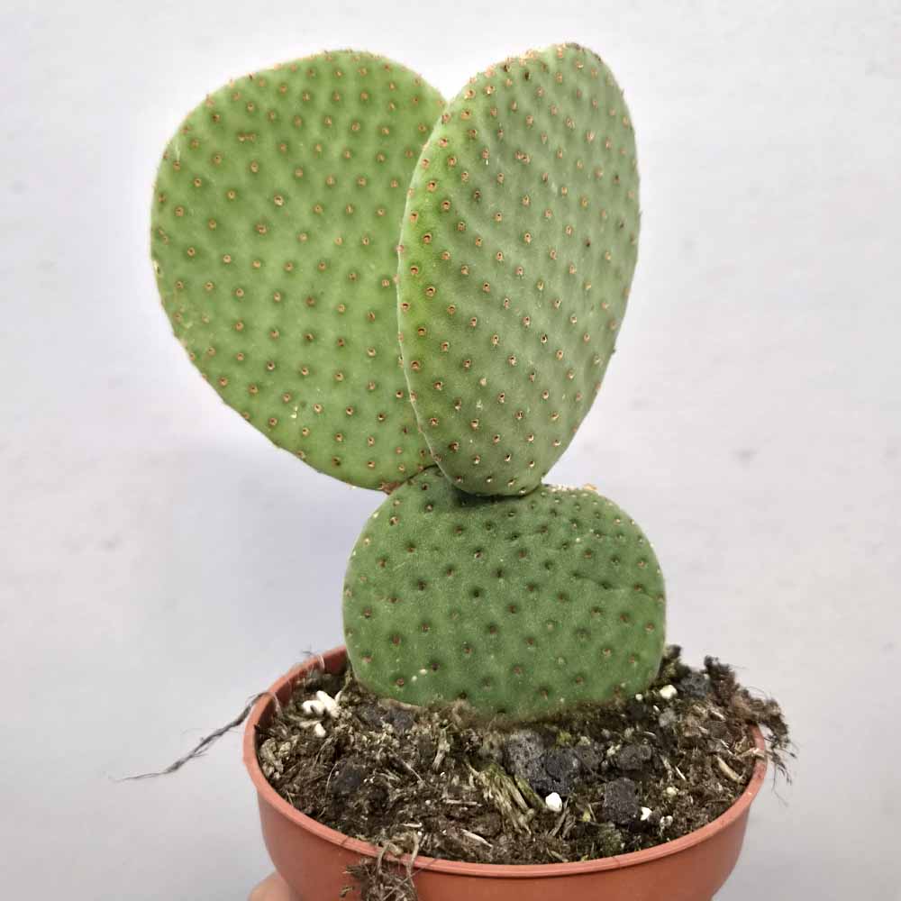 opuntia microdasys inermis