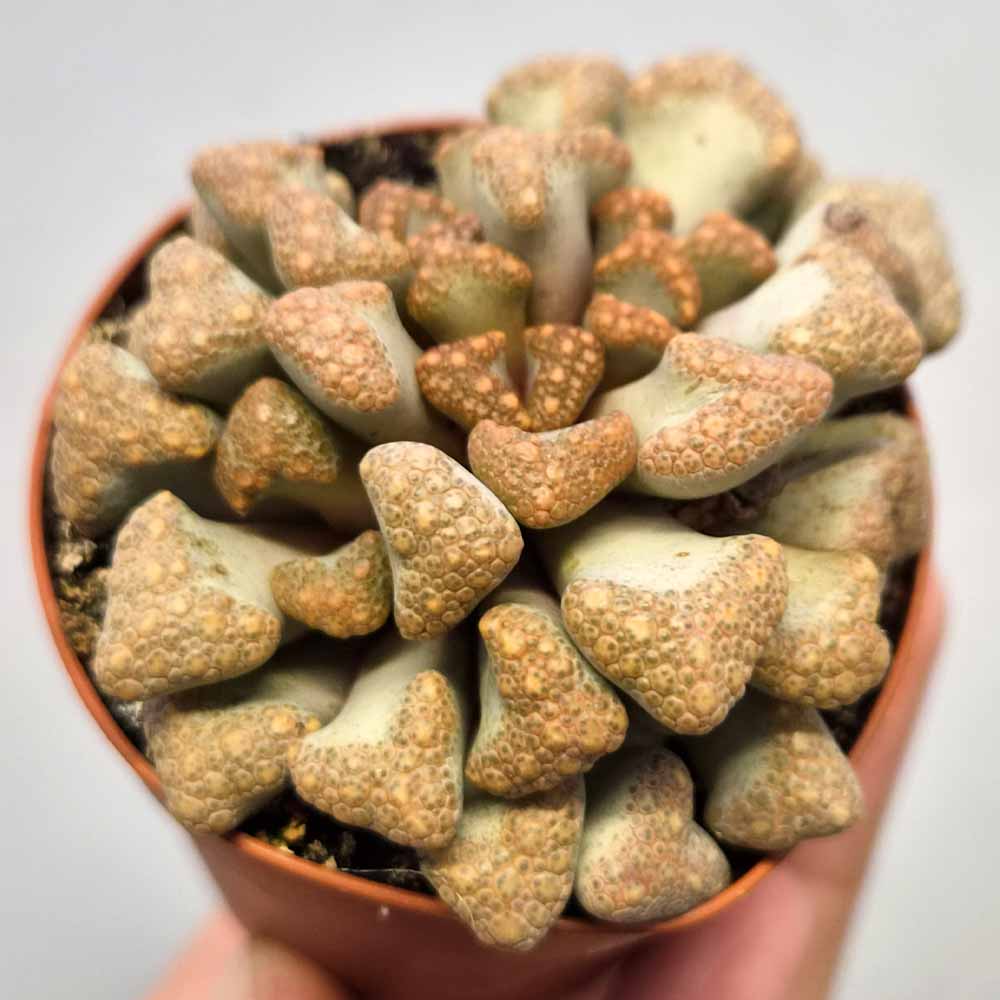 titanopsis hugo-schlechteri CACTUS