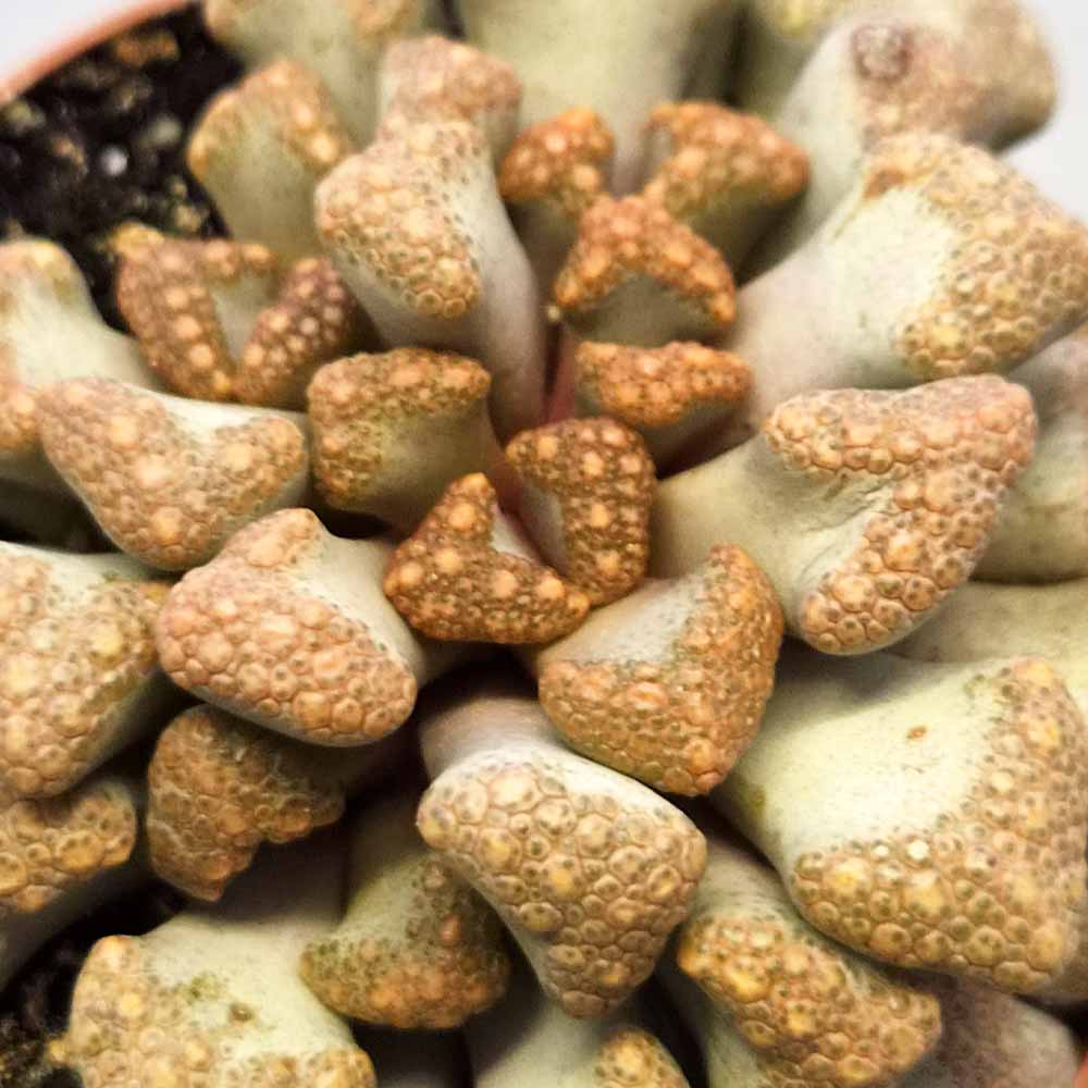 titanopsis hugo-schlechteri pianta