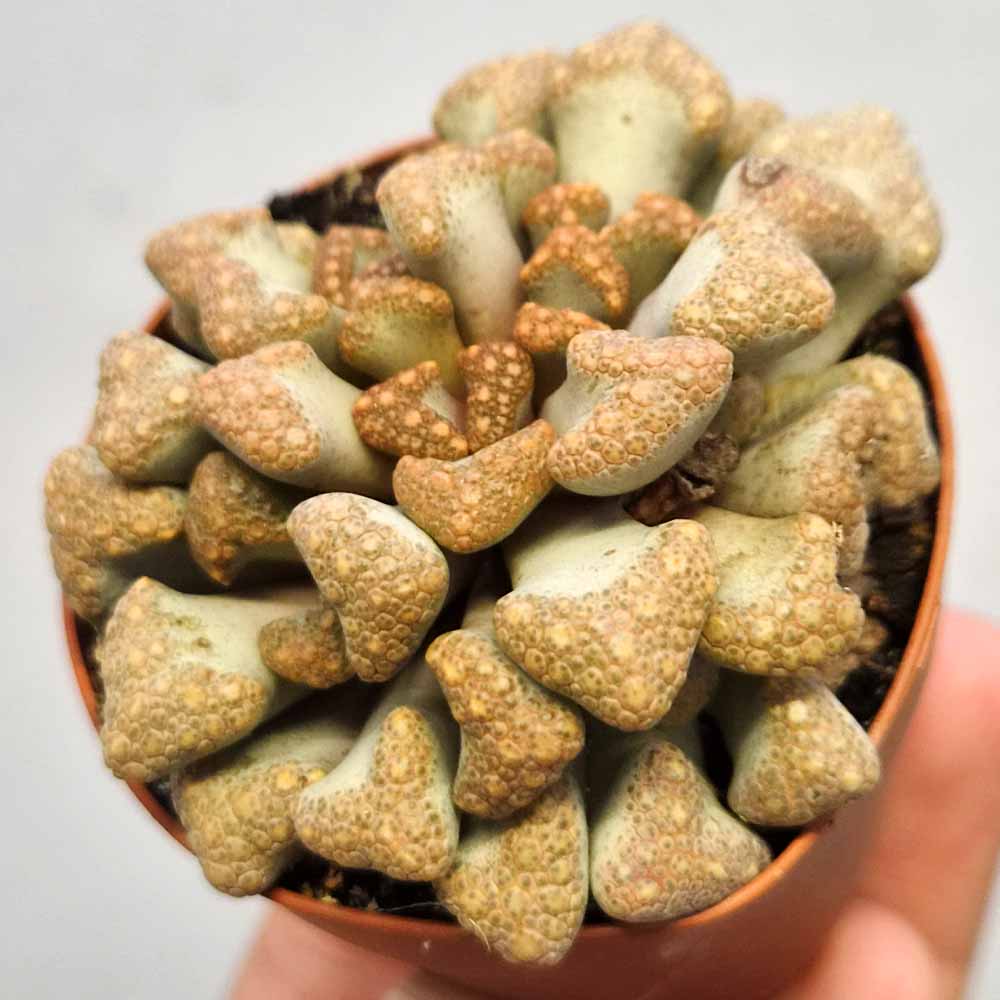 titanopsis hugo-schlechteri