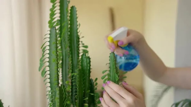 Spilly Cactus - Non abbiamo paura di pungerci